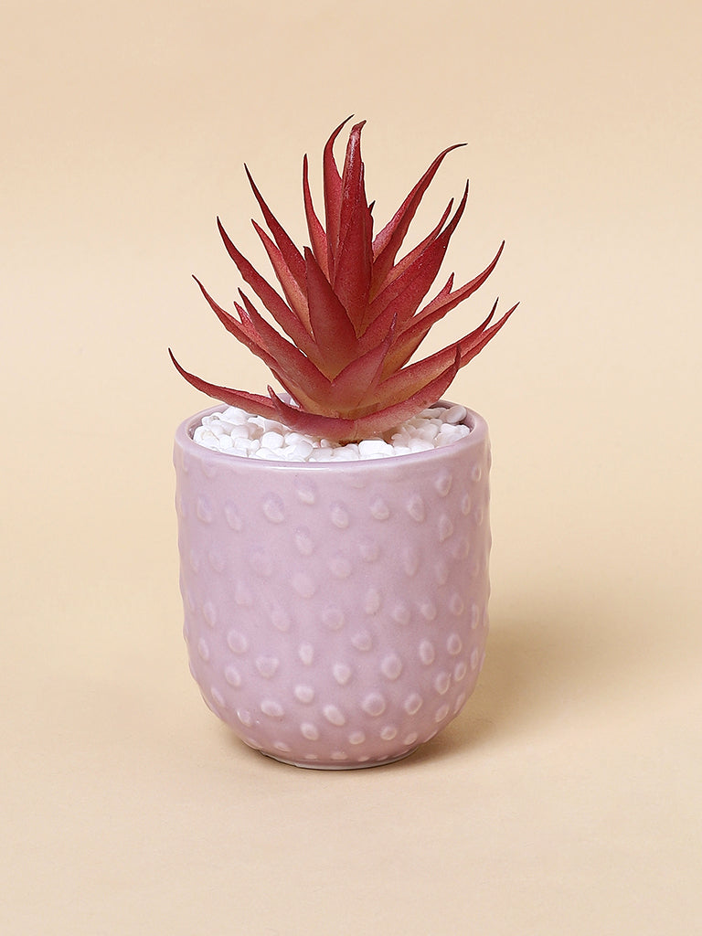 Misbu Pink Self Textured Plant